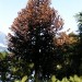 Baum